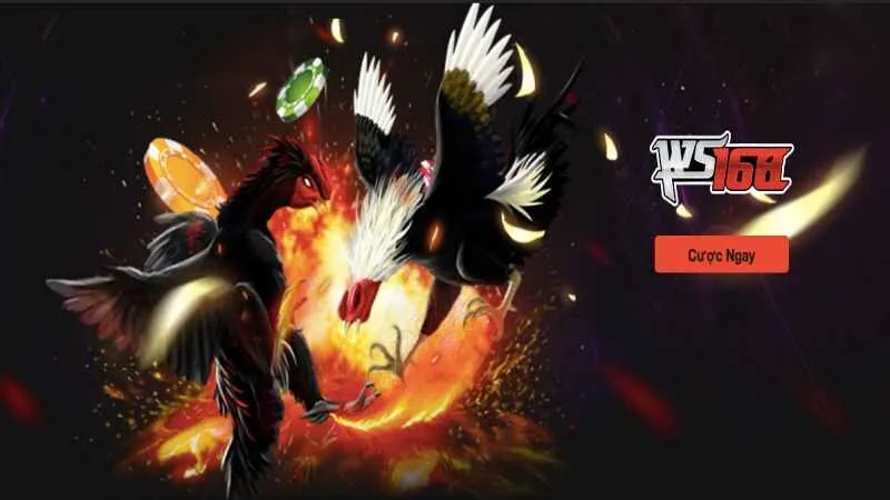 Tự tin chinh phục các kèo đá gà đặc sắc